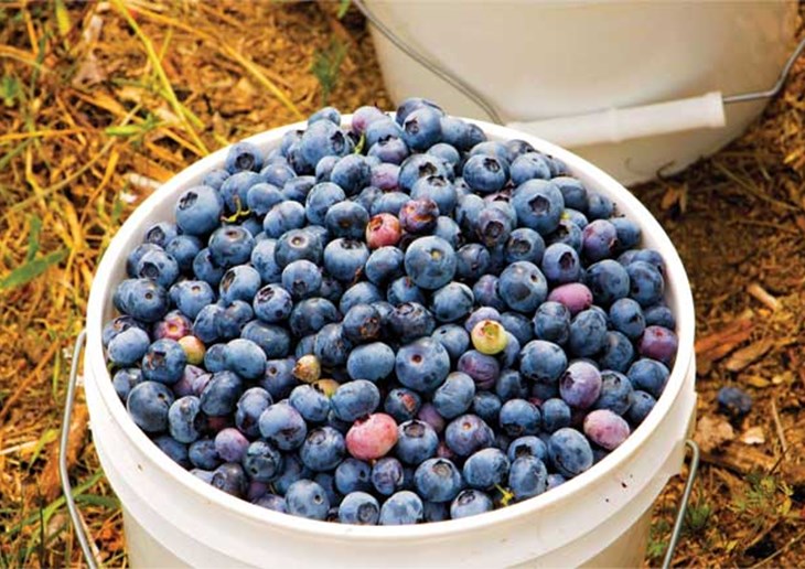 Bucket of blueberries