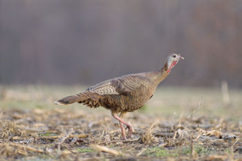 An Eastern turkey