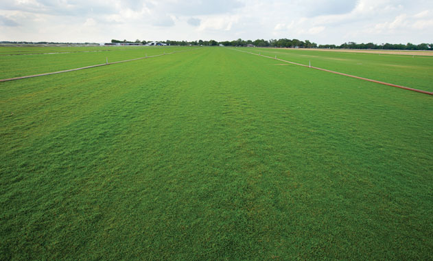 Champion Turf Farms Bermudagrass