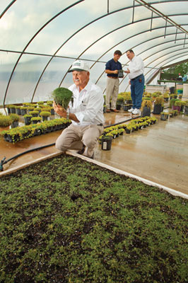 The Browns examine turf in a greenhouse.