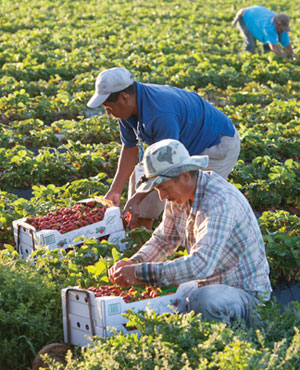 Workers crouching in a strawberry field