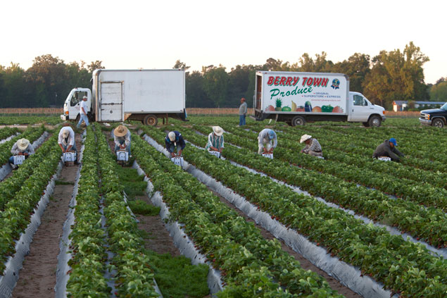 Strawberry pickers moving down field rows.