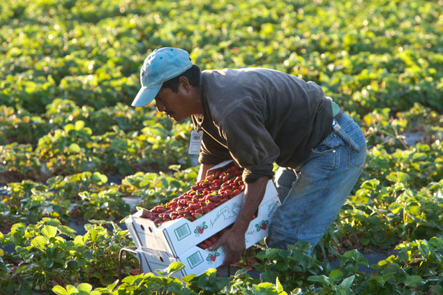 A Latino worker hunched over in a field, carrying two boxes of strawberries