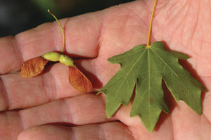 Maple Seeds