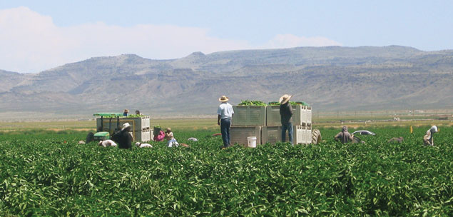 Chile Harvesting