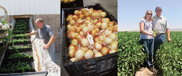 Montage of onion farming