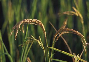 rice plant