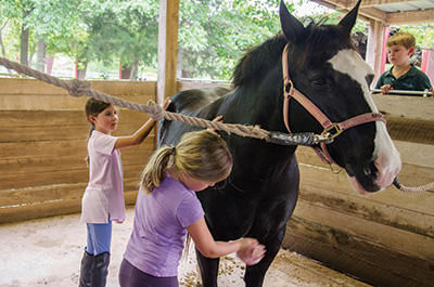 Riding students groom horse