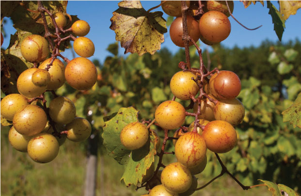 Muscadine Grapes