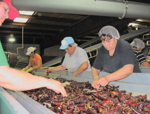 inspecting chiles