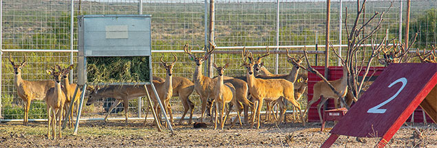 Bucks gather around a feeder