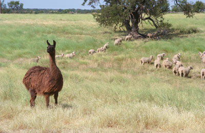 A llama guarding the Holubecs' sheep