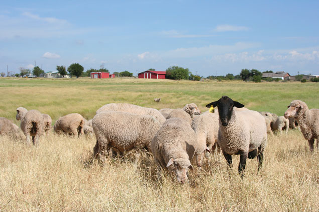 A Suffolk ram with a flock of Rambouillet ewes