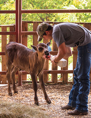 Josh Eilers feeds Wagyu bull calf
