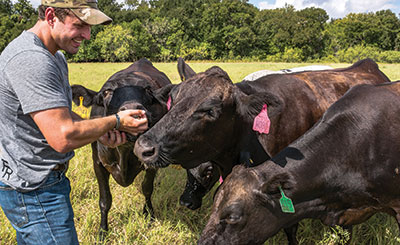 Josh Eilers feeds Wagyu cows