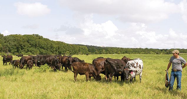 Josh Eilers with Cattle