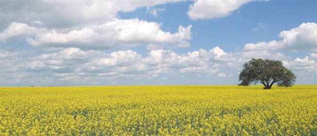 A field of canola blooms on the Helberg farm.