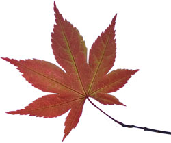 Japanese maple leaf