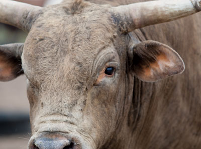 One of Andrews Rodeo Company's bucking bulls