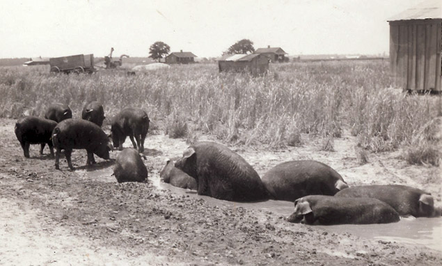 Pigs cool off in the mud in Mississippi - 1940s