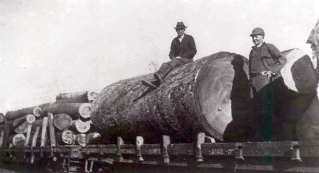 Sitting atop 60-inch-thick log at sawmill in Sherard, Miss