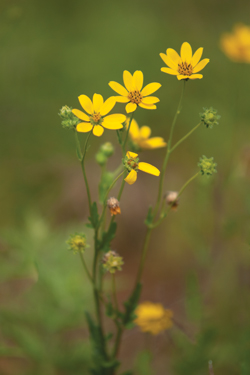 Engelmann daisy