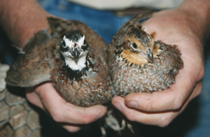 a male and female bobwhite quail