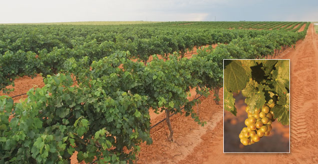 Vineyard and Grape Cluster