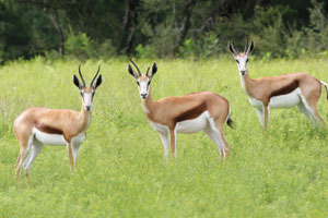 springboks