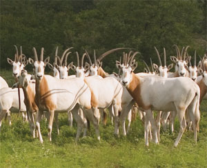 scimitar-horned oryxes