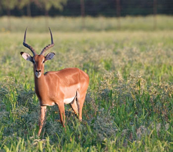 impala