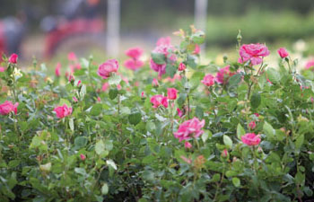 Sexton Nurseries Roses