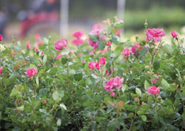 Sexton Nurseries Roses