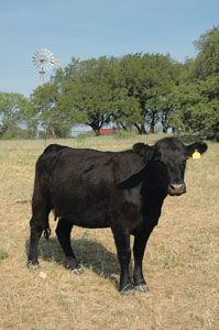 Angus cow