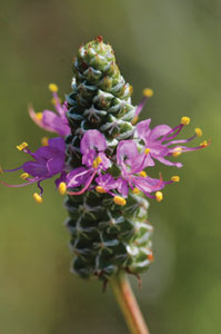 Purple Prairie Clover