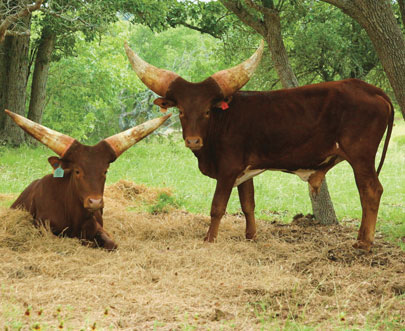 Watusi cattle