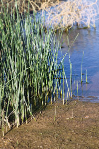 Tall Grasses