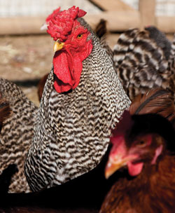 a rooster at the Mississippi Central Market