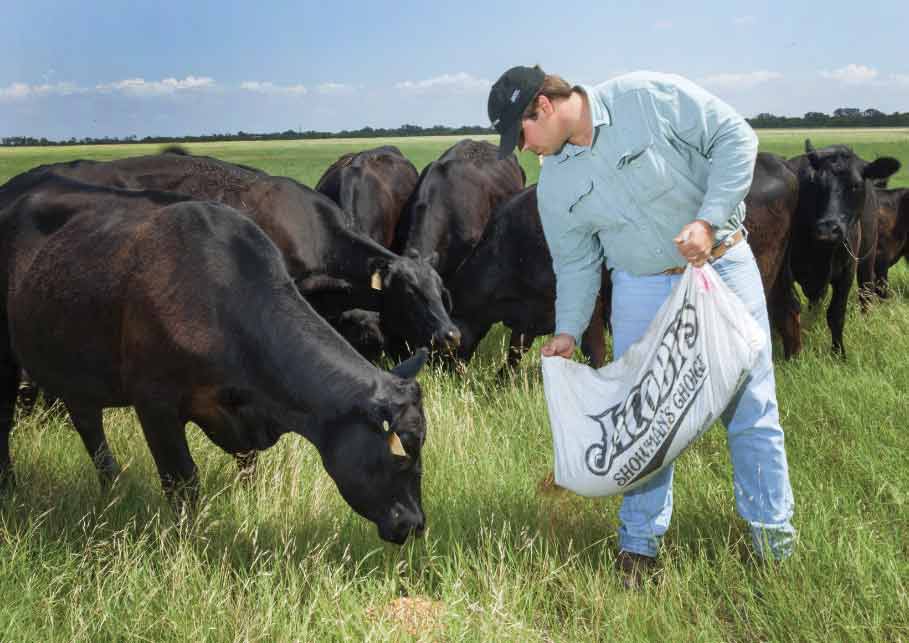 Holden feeds cows