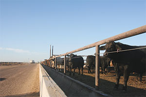 cattle feeding