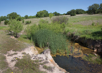 A flowing spring