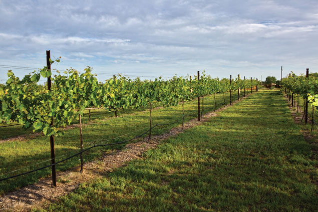 Growing grapes