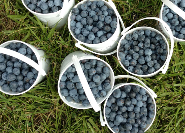 Blueberries in buckets