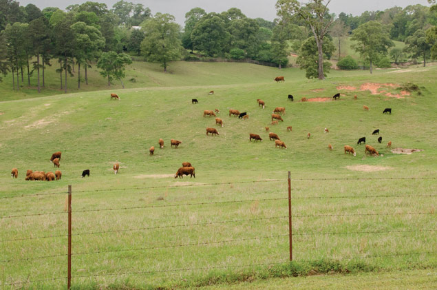 Cattle grazing