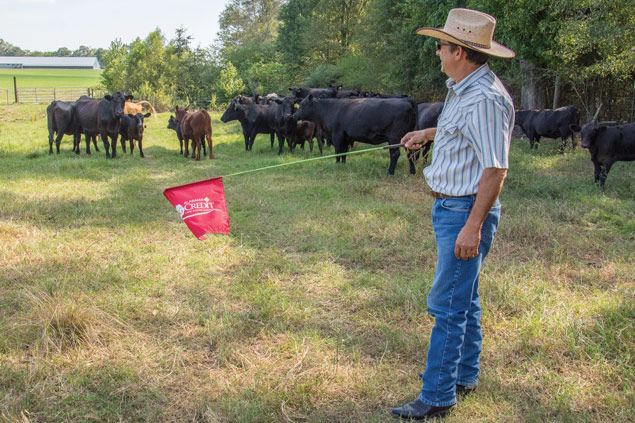 Miguel Otero sorts cattle