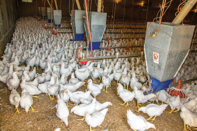 The Otero&#x27;s poultry farm