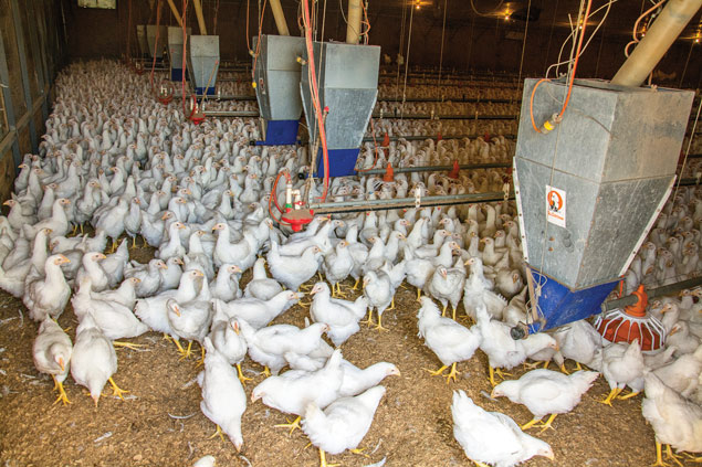 The Otero's poultry farm