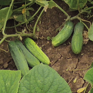 Cucumbers in the field
