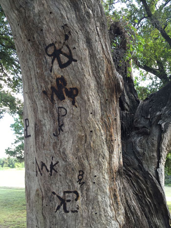 Branded tree