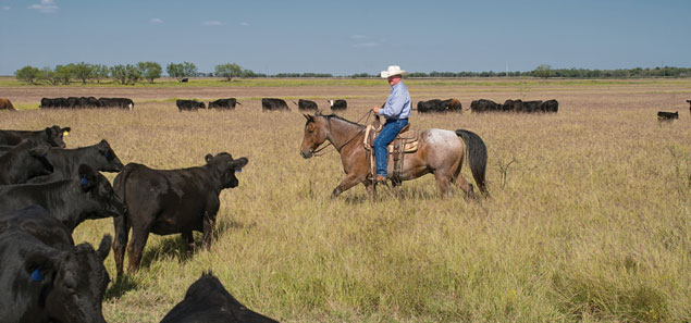 Dr. Richard Thorpe on horseback